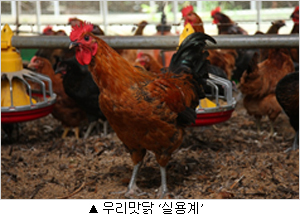 우리맛닭 실용계 우리맛닭 실용계