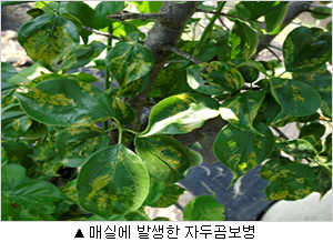 매실에 발생한 자두곰보병 매실에 발생한 자두곰보병