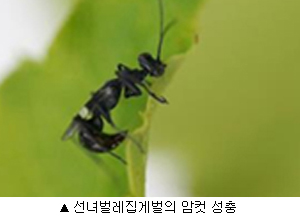 선녀벌레집게벌의 암컷 성충