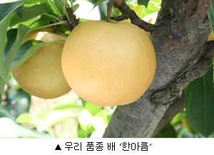 한아름 이미지