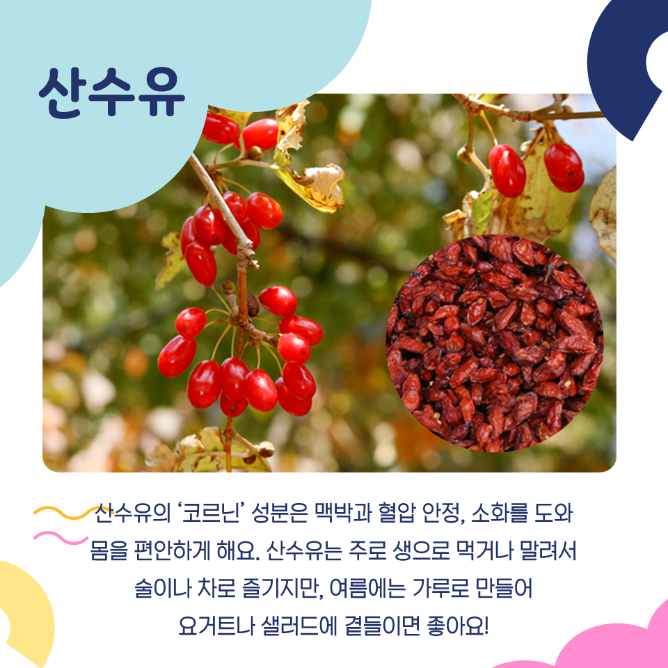 산수유의 '코르닌' 성분은 맥박과 혈압 안정, 소화를 도와 몸을 편안하게 해요. 산수유는 주로 생으로 먹거나 말려서 술이나 차로 즐기지만, 여름에는 가루로 만들어 요거트나 샐러드에 곁들이면 좋아요!