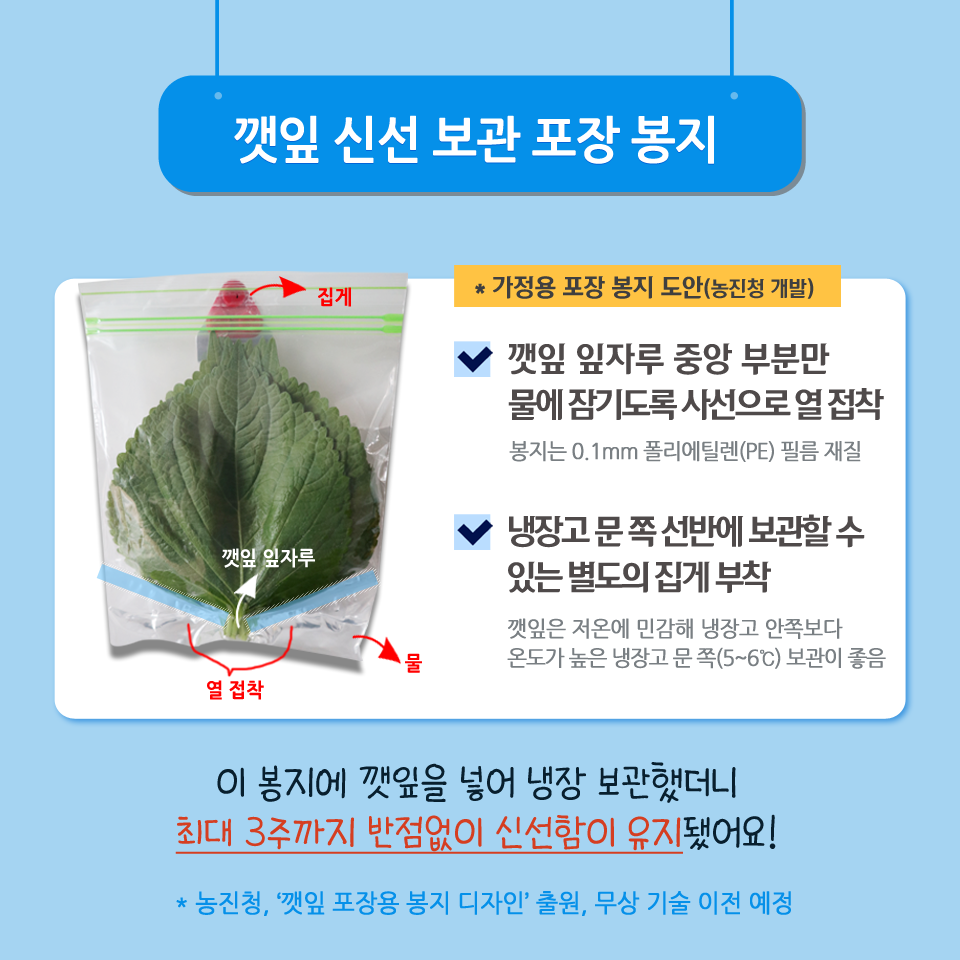 가정용 포장 봉지 도안(농진청 개발) 깻잎 잎자루 중앙 부분만 물에 잠기도록 사선으로 열 접착 봉지는 0.1mm 폴리에틸렌(PE) 필름 재질 냉장고 문 쪽 선반에 보관할 수 있는 별도의 집게 부착 깻잎은 저온에 민감해 냉장고 안쪽보다 온도가 높은 냉장도 문 쪽(5~6℃) 보관이 좋음 이 봉지에 깻잎을 넣어 냉장 보관했더니 최대 3주까지 반점없이 신선함이 유지됐어요! 농진청, '깻잎 포장용 봉지 디자인' 출원, 무상 기술 이전 예정