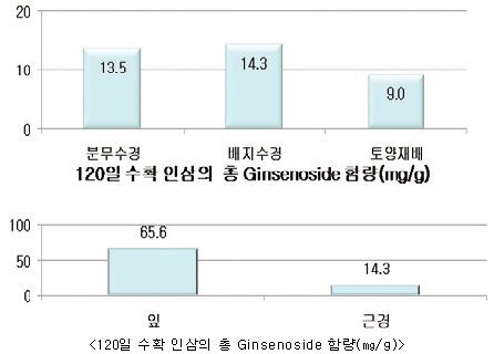 120일 수확 인삼의 총 Ginsenoside 함량 (mg/g)