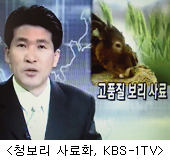 청보리 사료화, KBS-1TV
