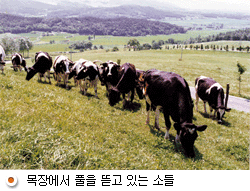 목장에서 풀을 뜯고 있는 소들