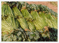 고구마 잎자루