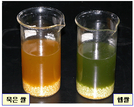 묵은 쌀과 햅쌀간 검정시약 처리용액의 색깔반응 차이