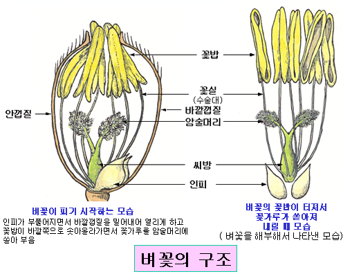 벼꽃의 구조