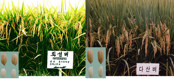 일반 자포니카와 통일형 수퍼쌀품종의 벼 식물체와 벼 알 비교