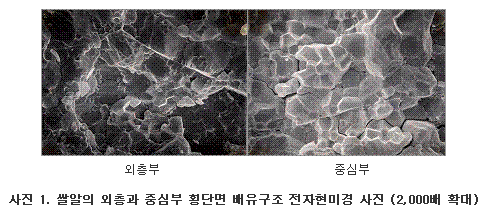 쌀알의 외층과 중심부 횡단면 배유구조 전자현미경 사진 (2,000배 확대)