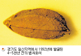 경기도 일산지역에서 발굴된 4~5천년전의 볍씨 화석