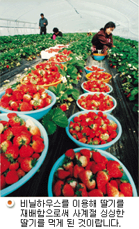 비닐하우스를 이용해 딸기를 재배함으로써 사계절 싱싱한 딸기를 먹게된 것이랍니다.