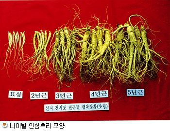 나이별 인삼뿌리 모양
