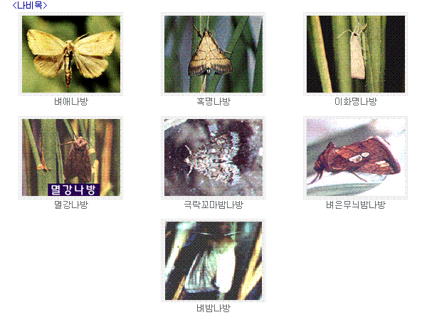 나비목의 해충들(벼애나방, 혹명나방, 이화명나방, 멸강나방, 극락꼬마밤나방, 벼은무늬밤나방,벼밤나방