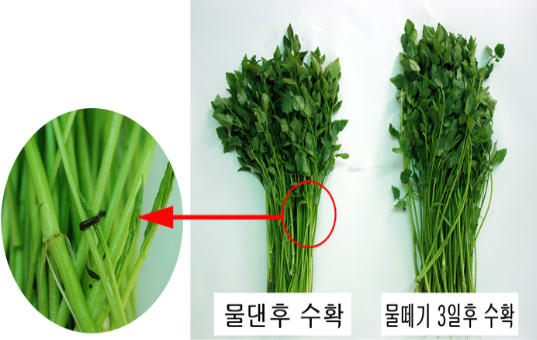 물떼기 전후비교