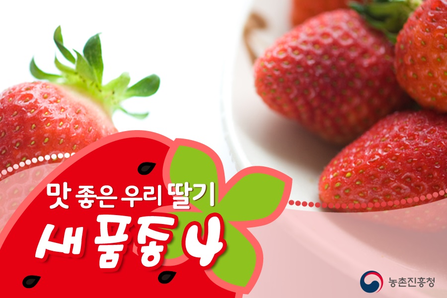 맛 좋은 우리 딸기 새품종 4