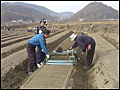 [충북] 충북농업기술원, 봄철 인삼밭 제때 관리 당부