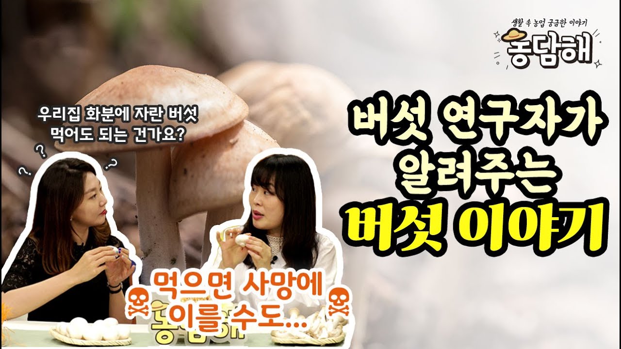 [농담해] 버섯 연구자가 알려주는 '독버섯 구별법 · 버섯 맛있게 먹는 방법 · 좋은 버섯 고르는법 ' 