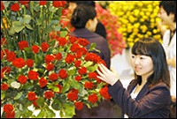 장미 한송이 일본 수출가격은 얼마일까??