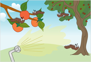감나무, 대추나무 벌레 발생하면 이화명충 방제시기 이미지