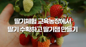 경기도 연천, 딸기체험 교육농장에서 ...