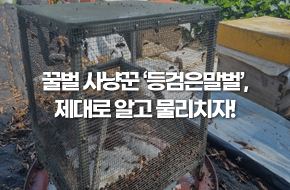 꿀벌 사냥꾼 '등검은말벌', 제대로 알고 물리치자!