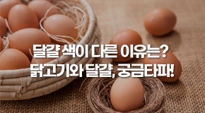 달걀 색이 다른 이유는? 닭고기와 달걀, 궁금타파!