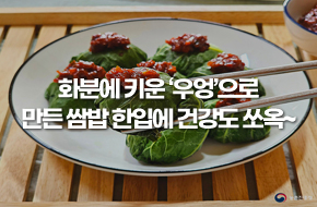 화분에 키운 '우엉'으로 만든 쌈밥 한입에 건강도 쏘옥~