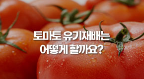 토마토 유기재배는 어떻게 할까요?