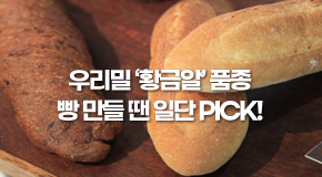  우리밀 ‘황금알’ 품종, 빵 만들 땐 일단 Pick!