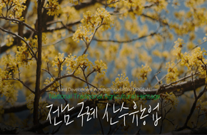 봄_노란꽃_산수유_아름다운 구례 산수유농업(❁´◡`❁)