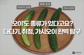 '오이'도 종류가 있다고요? | 다다기, 취청, 가시오이 완벽 탐구