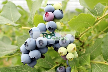 블루베리 열매