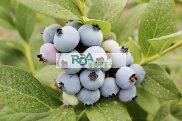 블루베리 열매
