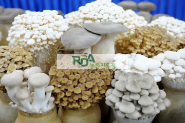 백색팽이버섯, 갈색팽이버섯, 큰느타리버섯