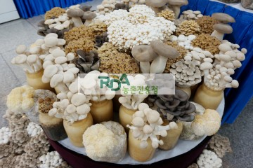 백색팽이버섯, 갈색팽이버섯, 큰느타리버섯