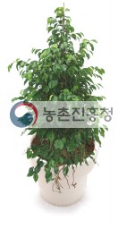 공기정화식물-벤자민고무나무