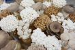 백색팽이버섯, 갈색팽이버섯, 큰느타리버섯3