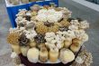 백색팽이버섯, 갈색팽이버섯, 큰느타리버섯2