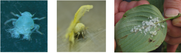 국내 미기록 날개매미충 유사종(부화약충, 3령 약충, 산수유 가해)