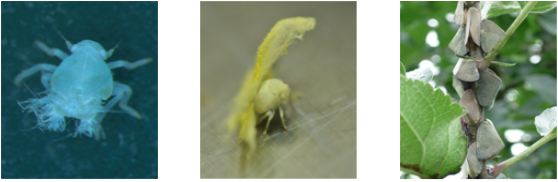 국내 미기록 날개매미충 유사종(부화약충, 3령 약충, 성충)