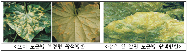 오이 노균병 부정형 황색병반, 상추 잎 앞면 노균병 황색병반