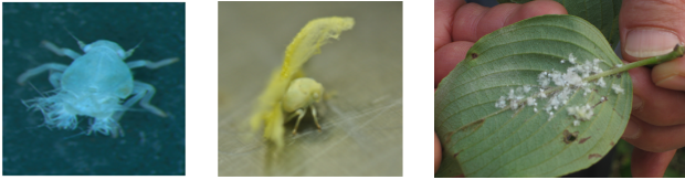 날개매미충 유사종(부화약충, 3령 약충, 산수유 가해)