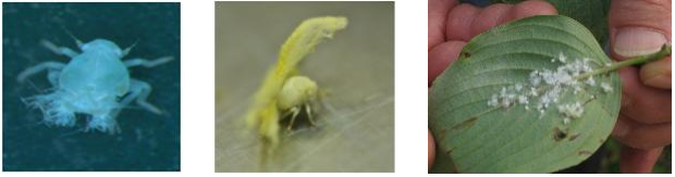 날개매미충 유사종(부화약충, 3령 약충, 산수유 가해)