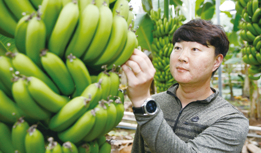 재배 중인 바나나를 살피는 올바나나 강승훈 대표