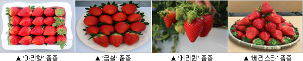 딸기품종 아리향품종 금실 메리퀸 베리스타