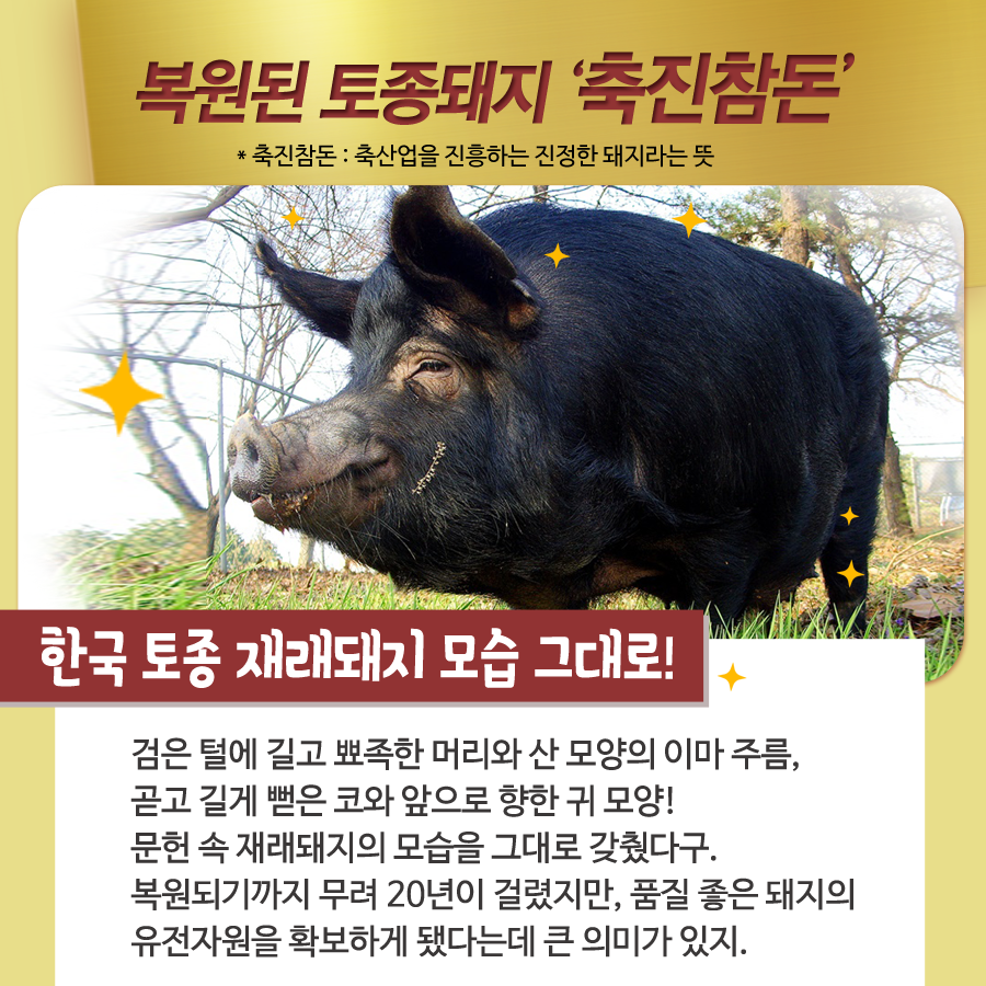상세보기 < 카드뉴스< 홍보콘텐츠 < 정책홍보 < 농촌진흥청 [카드뉴스]기해년(己亥年) 맞이 돼지 이야기 ②편 _ 우리 돼지 활약이 기대돼지 