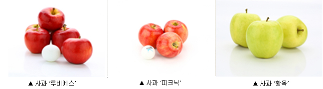 사과 루비에스 사과 피크닉 사과 황옥 사과 루비에스 사과 피크닉 사과 황옥