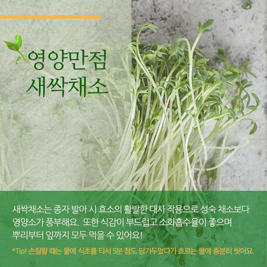 상세보기 < 카드뉴스< 홍보콘텐츠 < 정책홍보 < 농촌진흥청 [카드뉴스]봄 내음 솔솔~새싹채소