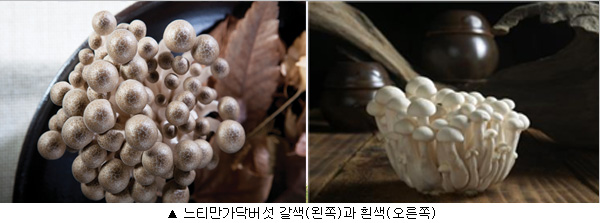 느티만가닥버섯